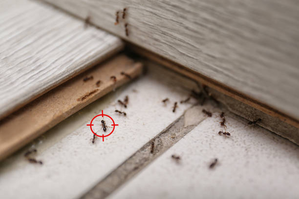 Insect Control in Albany, MO